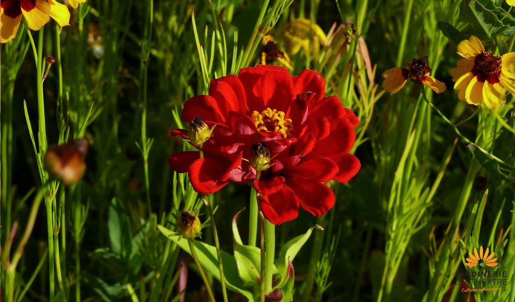 La couleur au jardin, le Zinnia rouge