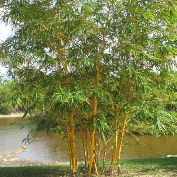 Bambou Golden