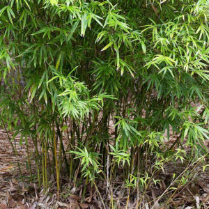 Bambou Mulitplex