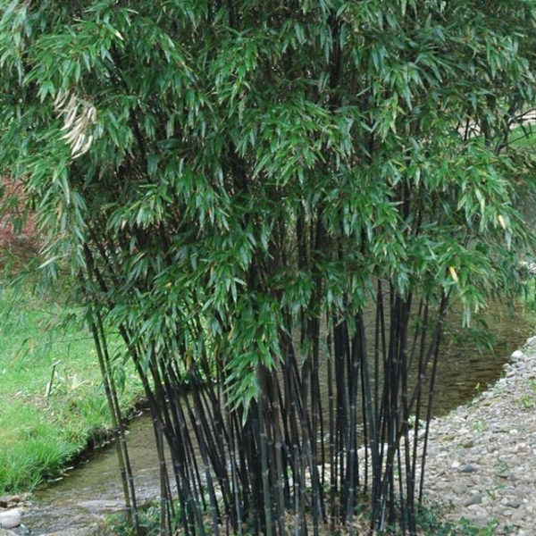 Bambou Noir