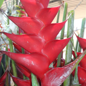 Héliconia caribaea rouge