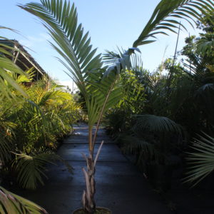 Palmiste Blanc