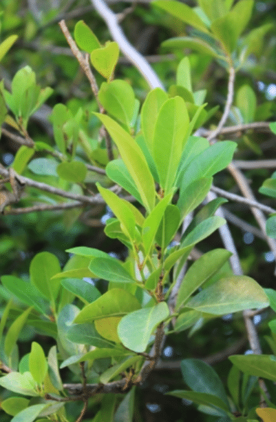Affouche Ficus Reflexa