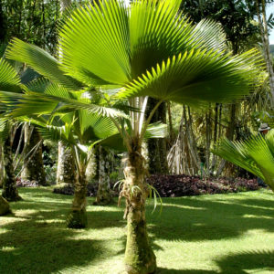 Licuala grandis ou palmier cuillère