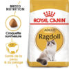 Royal Canin Breed Ragdoll croquettes pour chat