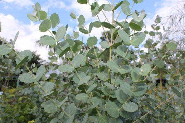 Eucalyptus à feuilles rondes