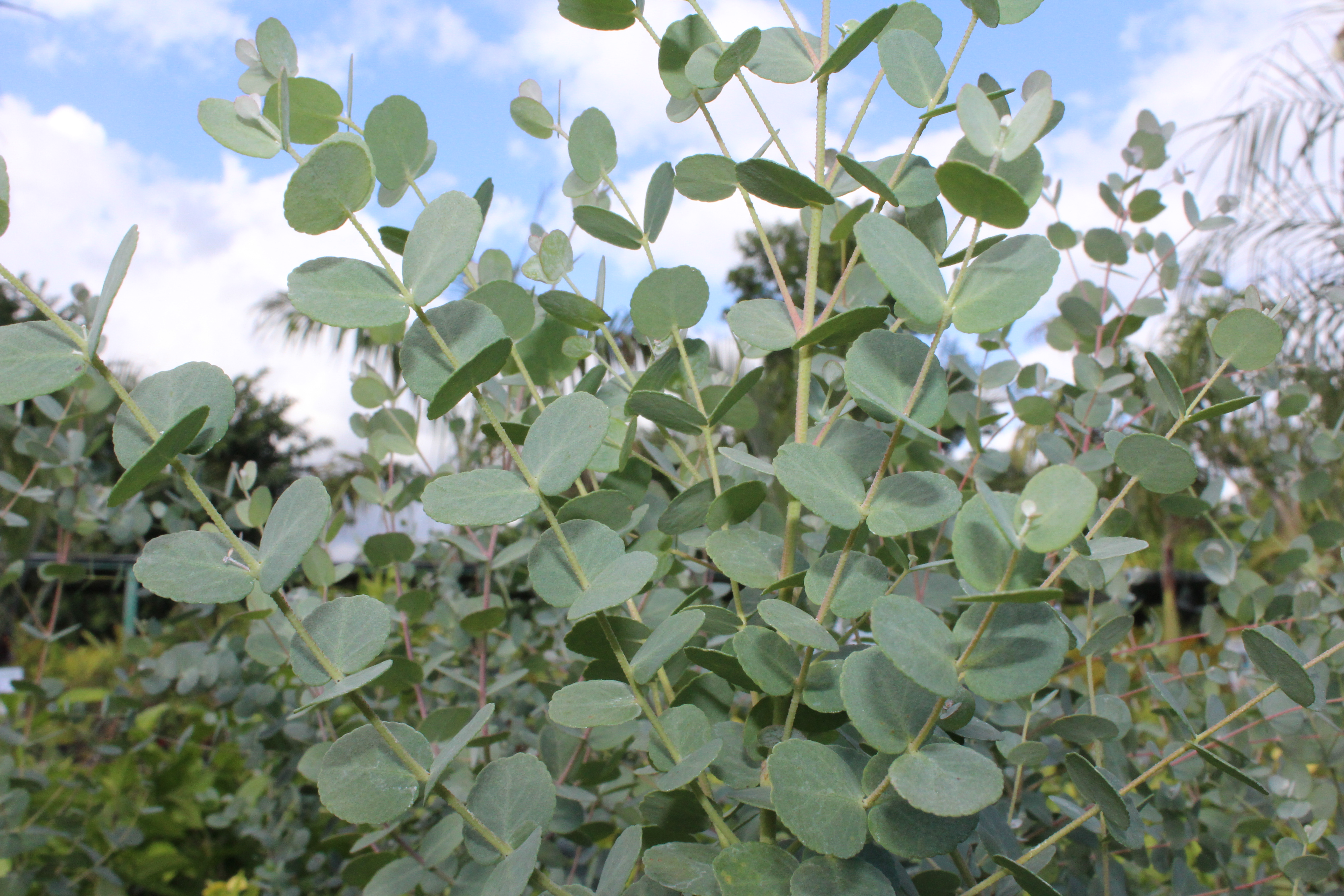 Eucalyptus à feuilles rondes ou gommier cidre