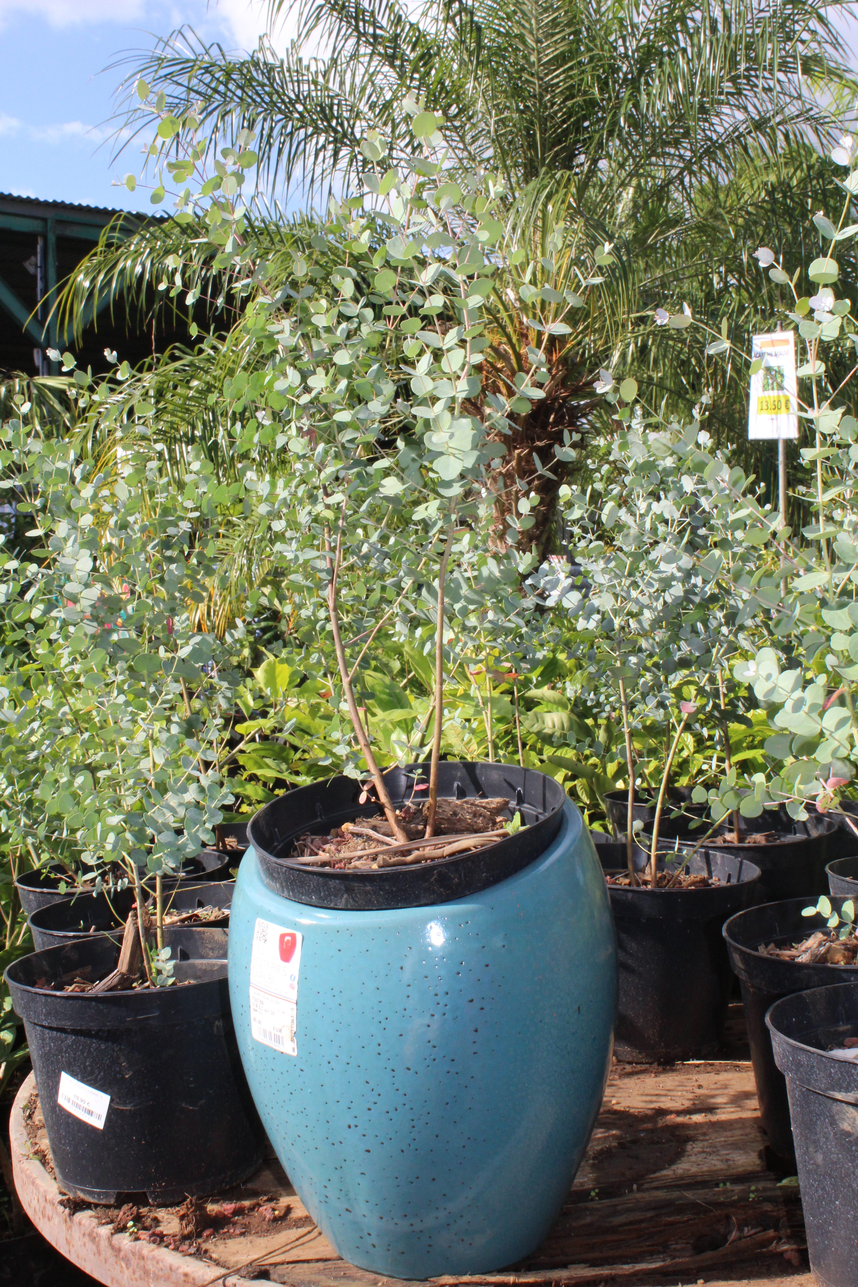 Eucalyptus à feuilles rondes - Arbres - Tesa Garden