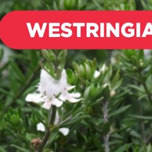 Westringia fruticosa ou romarin d'Australie