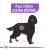 Royal Canin Maxi Sterilised pour chien