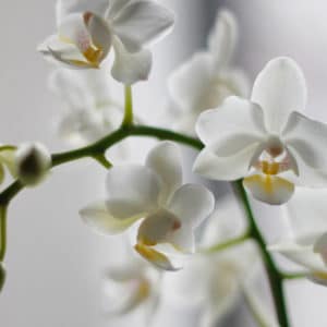 Orchidée Phaleanopsis blanche
