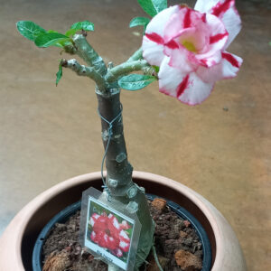 Rose du désert Adenium obesum