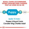 Royal Canin Cavalier King Charles Puppy pour chiot